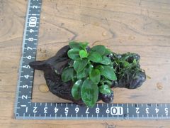 308．流木付き水草 アヌビアスナナプチ 南米ウィローモス