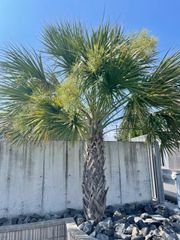 ココスヤシ観葉植物 鉢植え 引き取り限定 - メルカリ