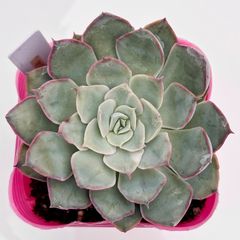 多肉植物　ピンクリップスティック　韓国苗 多肉植物 ピンクリップスティック 韓国苗 - メルカリ