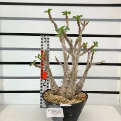 2942 「塊根植物」パキポディウム ウィンゾリXXXL 植え【発根・Pachypodium windsorii・花落ちします・購入でパキプス種子プレゼント】