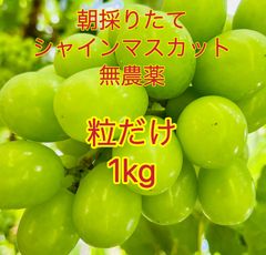 岡山県シャインマスカット無農薬粒だけ1kg家庭用シミが多い粒限定商品超甘さが抜群訳あり