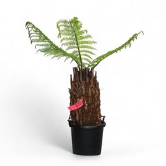 Dicksonia antarctica ディクソニア アンタルクティカ 1 木性シダ 全高83cm 胴囲87cm