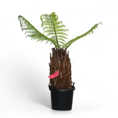 ディクソニア アンタルクティカ - ヤシの木 ソテツ ドラセナ販売