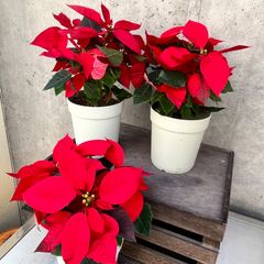 ポインセチア　苗　3苗セット　クリスマス
