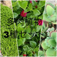 多肉植物 3種セット