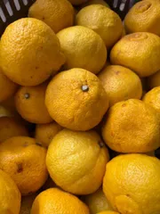 甘々はるか　家庭用 訳あり品　愛媛県産　5ｋｇ