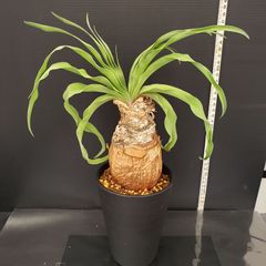 J663【自社養生株】ブーファン　ディスティチャ（現地球・発根株・鉢植え）【球根植物】