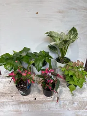 marimo様専用　ムサイカ①② イレシネ①②  アジアンタムマクロフィルム　バーキン①