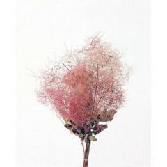 Item thumbnail for item 17e56e2e-dca5-4743-8518-29556f94fa28