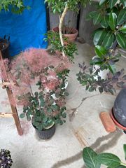 スモークツリー　けむりの木　７号　花　庭木　屋外　観葉植物　インテリア　グリーン
