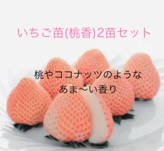 再入荷！桃・ココナッツ風味の桃色いちご 「桃香」 2苗セット 正規品ラベル付き（3号）レア品種のサムネイル