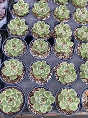 抜き苗 ブルードラゴン MY82×18株 ふっくら 多肉植物 エケベリア サボテン 韓国苗 新入荷