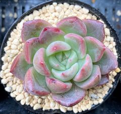 トワイライトクラウド　韓国苗　多肉植物