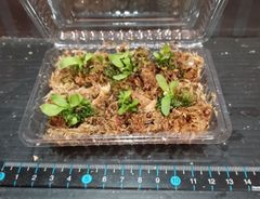 willinckii × veitchii wild胞子培養胞子体6苗セット