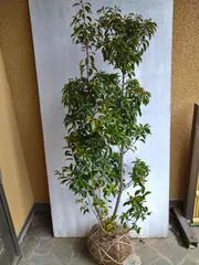 ソヨゴ雌株立ち（モモコ様ご購入専用ページ）