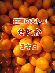 【農家直送】柑橘の大トロ　せとか　家庭用3キロ