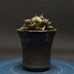 "Agave titanota" アガベ チタノタ【No.1】 管理2238