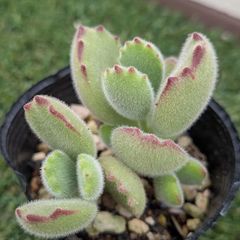 多肉植物　コチレドン属　熊童子