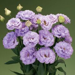 【花の種】ユーストマ　トルコキキョウ　プリマ１型ラベンダー　２５粒　ペレット種子