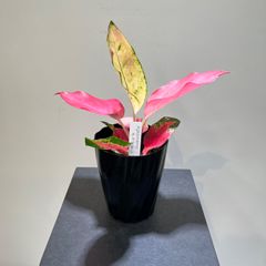アグラオネマ　チャイナレッド　抜き苗