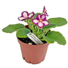 2025年最新】セントポーリア苗の人気アイテム - メルカリ