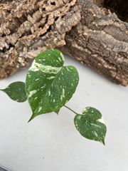 メルカリ便　【ソマリエンシス錦　カモフラ　バリエガータ】 メルカリ便 【ソマリエンシス錦 カモフラ バリエガータ】