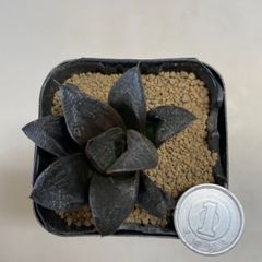 多肉植物　ハオルチア　ブラックダイヤ　抜き苗　根付き