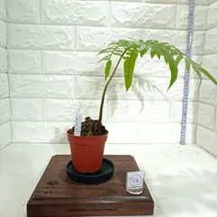 【沖縄県産】　特大　リュウビンタイ　A とB 沖縄県産】 特大 リュウビンタイ A とB