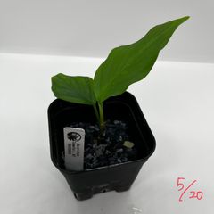 アグラオネマ　ピクタム　Aglaonema pictum Sumatra A2 TK070918 芋