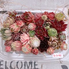 センペルビウム寄せ植え用小苗♡6241