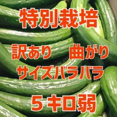 GWセール中！特別栽培！！５キロ弱！サイズバラバラで曲がりの朝採りきゅうり！　野菜ソムリエサミット銀賞受賞　農家直送　減農薬　有機肥料　曲がり　訳あり　5kg