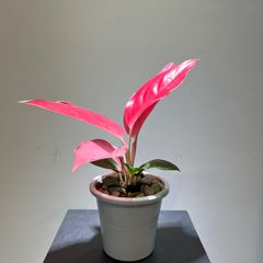 アグラオネマ　チャイナレッド　Aglaonema ‘China Red’