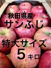 秋田県産りんごサン冨士　特大サイズ　5キロ12玉