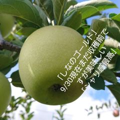 もうすぐ収穫開始です。「ご自宅用シナノゴールド約3kg入り」スタッフお薦め・　ゴールデンデリシャスと千秋の交配種/2品種の良い所どり・瑞々しく　｢パリッとシャリ感最高」です。