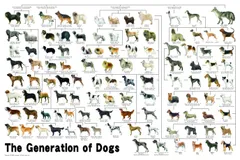 2023年最新】犬 系統図の人気アイテム - メルカリ