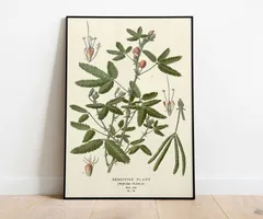 ♡130種♡フランスアンティーク植物標本ボタニカルブロカント