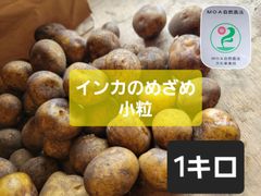 産地直送！インカのめざめ　小粒　1キロ