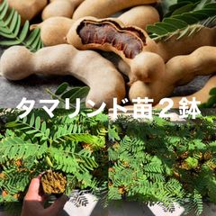 ⭐️⭐️ タマリンド苗2鉢⭐️⭐️ 2鉢2560円→2200円　タマリンドの苗木