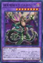 【中古】遊戯王 DP22-JP053[N]：捕食植物ドラゴスタペリアのサムネイル