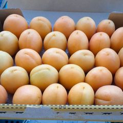 あんず農園の信陽杏目立った傷無し1キロ