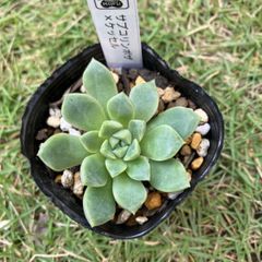 サブコリンボザ×ケッセルリンギアナ　抜き苗　多肉植物　モフ多肉　エケベリア