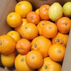 旬の柑橘【詰め合わせ6種】ご家庭用5kg(箱込)80