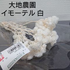 大地農園 イモーテル 白 新品1束
