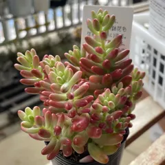 高品質】 多肉 紅手鞠 札付き 速達付き 植物/観葉植物 - www.oganik.fr