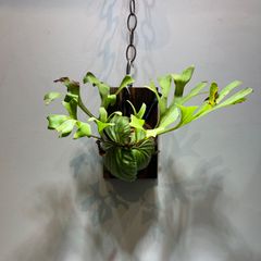 R-004 ビカクシダ　リドレイ　ワイルド株　Platycerium ‘ridleyi’
