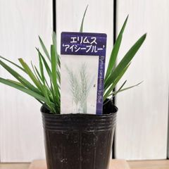 ブルーグレー★　エリムス　アイシーブルー