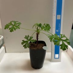 アガベ　吉祥天　抜き苗 多肉植物：アガベ 吉祥天*幅41cm 現品！一品限り : 遊恵盆栽