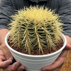 【鉢ごと発送】【送料込】 サボテンの王様！金色サボテン / 金鯱（キンシャチ） 7寸 平鉢21号 / 【現品】24-6-2-08