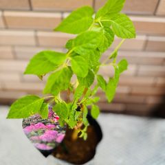 ピンクアナベル　ピンカーベル　来年用（4.5号）紫陽花　鉢花　ハイドランジア