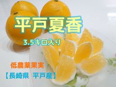 平戸夏香　3.5キロ入り　　小夏 日向夏 夏香